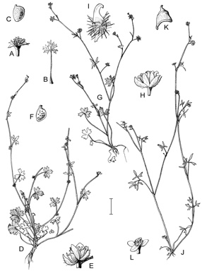 APII jpeg image of Ranunculus pentandrus var. platycarpus,<br/>Ranunculus pumilio var. pumilio,<br/>Ranunculus sessiliflorus var. sessiliflorus,<br/>Ranunculus hamatosetosus  © contact APII