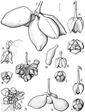 APII jpeg image of Melodorum uhrii,<br/>Melodorum scabridulum,<br/>Melodorum rupestre,<br/>Melodorum crassipetalum  © contact APII