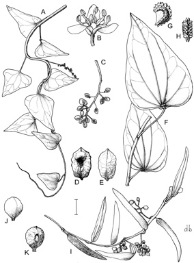APII jpeg image of Sarcopetalum harveyanum,<br/>Tinospora smilacina,<br/>Tinospora esiangkara  © contact APII
