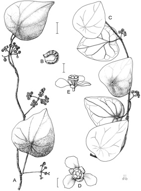 APII jpeg image of Stephania japonica var. discolor,<br/>Stephania japonica var. japonica  © contact APII