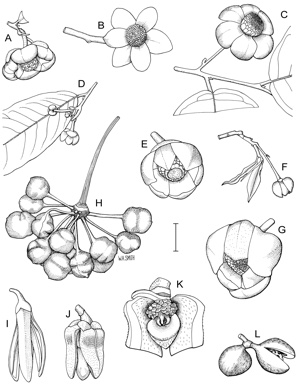 APII jpeg image of Uvaria concava,<br/>Cyathostemma glabrum,<br/>Uvaria rufa,<br/>Xylopia maccreae,<br/>Cyathostemma micranthum,<br/>Uvaria holtzei,<br/>Xylopia monosperma  © contact APII
