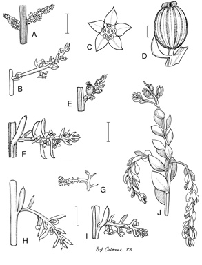 APII jpeg image of Leptomeria cunninghamii,<br/>Leptomeria scrobiculata,<br/>Leptomeria empetriformis,<br/>Leptomeria squarrulosa,<br/>Leptomeria obovata,<br/>Leptomeria axillaris,<br/>Leptomeria ericoides,<br/>Leptomeria penduliflora  © contact APII