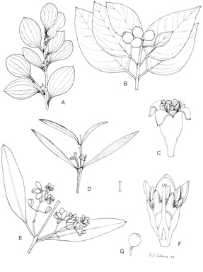 APII jpeg image of Dendrotrophe varians,<br/>Santalum obtusifolium,<br/>Santalum lanceolatum,<br/>Santalum album  © contact APII