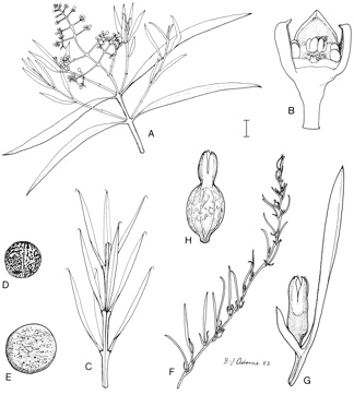 APII jpeg image of Santalum acuminatum,<br/>Santalum murrayanum,<br/>Thesium australe,<br/>Santalum spicatum  © contact APII