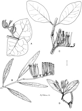 APII jpeg image of Decaisnina hollrungii,<br/>Decaisnina congesta,<br/>Decaisnina signata subsp. cardiophylla,<br/>Decaisnina brittenii subsp. speciosa  © contact APII