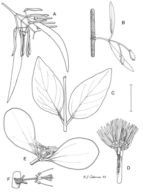 APII jpeg image of Cecarria obtusifolia,<br/>Muellerina bidwillii,<br/>Muellerina eucalyptoides  © contact APII