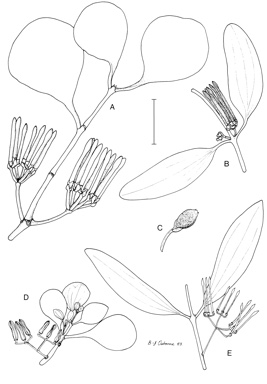 APII jpeg image of Amyema thalassium,<br/>Amyema queenslandicum,<br/>Amyema congener subsp. congener,<br/>Amyema villiflorum subsp. villiflorum  © contact APII
