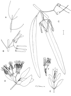 APII jpeg image of Amyema fitzgeraldii,<br/>Amyema preissii,<br/>Amyema bifurcatum var. eburneum,<br/>Amyema nestor  © contact APII