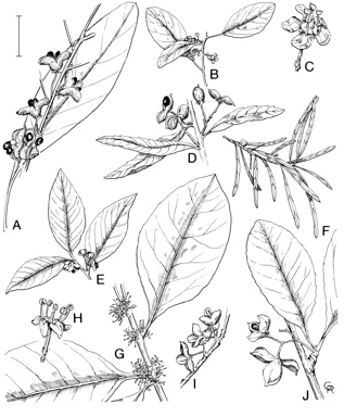 APII jpeg image of Maytenus silvestris,<br/>Maytenus ferdinandi,<br/>Maytenus disperma,<br/>Maytenus bilocularis,<br/>Maytenus fasciculiflora,<br/>Maytenus cunninghamii,<br/>Maytenus emarginata  © contact APII