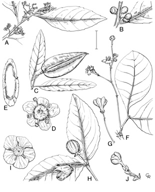 APII jpeg image of Lophopetalum arnhemicum,<br/>Euonymus globularis,<br/>Perrottetia arborescens,<br/>Euonymus australiana  © contact APII