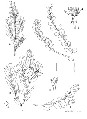 APII jpeg image of Olax stricta,<br/>Olax angulata,<br/>Olax phyllanthi,<br/>Olax aurantia  © contact APII