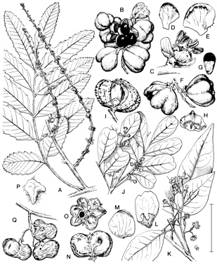 APII jpeg image of Cupaniopsis serrata,<br/>Rhysotoechia mortoniana,<br/>Cupaniopsis flagelliformis var. flagelliformis,<br/>Cupaniopsis newmanii,<br/>Cupaniopsis tomentella,<br/>Rhysotoechia bifoliolata,<br/>Rhysotoechia robertsonii  © contact APII