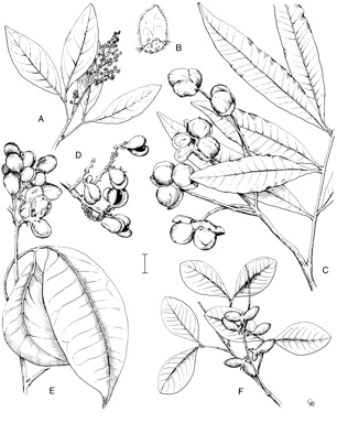 APII jpeg image of Arytera dictyoneura,<br/>Arytera microphylla,<br/>Arytera foveolata,<br/>Arytera distylis,<br/>Arytera lautereriana  © contact APII