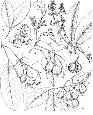 APII jpeg image of Mischocarpus pyriformis subsp. pyriformis,<br/>Mischocarpus anodontus,<br/>Lepidopetalum subdichotomum,<br/>Mischocarpus lachnocarpus  © contact APII
