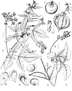 APII jpeg image of Allophylus cobbe,<br/>Cardiospermum grandiflorum  © contact APII