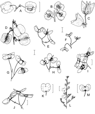 APII jpeg image of Dodonaea rhombifolia,<br/>Dodonaea heteromorpha,<br/>Dodonaea hirsuta,<br/>Dodonaea subglandulifera,<br/>Dodonaea oxyptera,<br/>Dodonaea adenophora,<br/>Dodonaea platyptera,<br/>Dodonaea microzyga var. microzyga,<br/>Dodonaea tenuifolia,<br/>Dodonaea truncatiales,<br/>Dodonaea filiformis,<br/>Dodonaea stenophylla  © contact APII