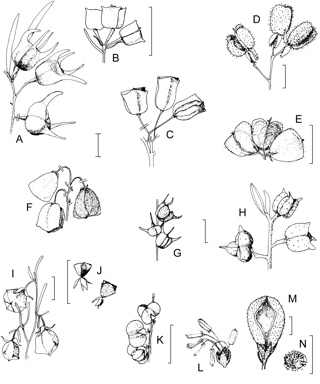 APII jpeg image of Dodonaea humifusa,<br/>Dodonaea hexandra,<br/>Dodonaea tepperi,<br/>Dodonaea trifida,<br/>Dodonaea divaricata,<br/>Dodonaea macrossanii,<br/>Dodonaea pinifolia,<br/>Dodonaea humilis,<br/>Dodonaea triangularis,<br/>Dodonaea glandulosa,<br/>Dodonaea caespitosa  © contact APII