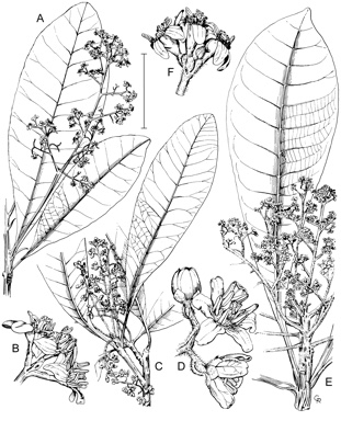 APII jpeg image of Buchanania obovata,<br/>Buchanania mangoides,<br/>Buchanania arborescens  © contact APII