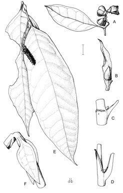 APII jpeg image of Noahdendron nicholasii,<br/>Ostrearia australiana,<br/>Neostrearia fleckeri  © contact APII