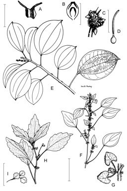 APII jpeg image of Australina pusilla,<br/>Parietaria cardiostegia,<br/>Nothocnide repanda  © contact APII