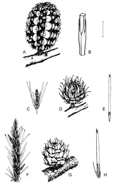 APII jpeg image of Allocasuarina acuaria,<br/>Allocasuarina decaisneana,<br/>Allocasuarina pinaster  © contact APII