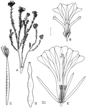 APII jpeg image of Lechenaultia lutescens,<br/>Lechenaultia expansa,<br/>Lechenaultia divaricata,<br/>Lechenaultia striata,<br/>Lechenaultia longiloba  © contact APII