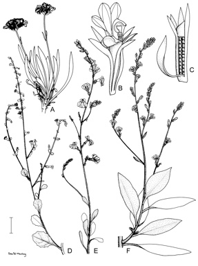 APII jpeg image of Dampiera discolor,<br/>Anthotium junciforme,<br/>Anthotium rubriflorum,<br/>Dampiera candicans,<br/>Dampiera spicigera  © contact APII