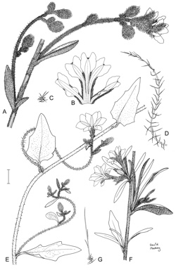 APII jpeg image of Dampiera tomentosa,<br/>Dampiera scottiana,<br/>Dampiera hederacea  © contact APII