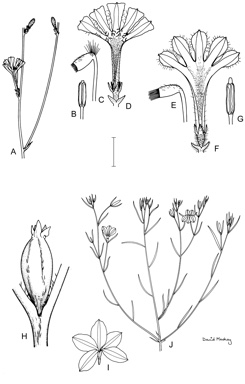 APII jpeg image of Diaspasis filifolia,<br/>Scaevola parvifolia,<br/>Scaevola restiacea subsp. restiacea  © contact APII