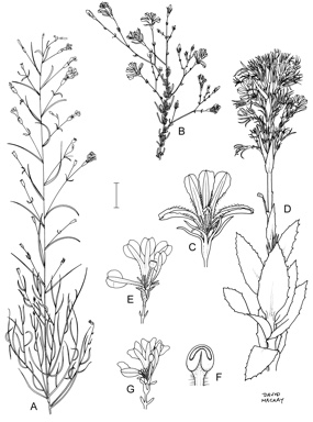 APII jpeg image of Goodenia elderi,<br/>Goodenia gloeophylla,<br/>Goodenia paniculata,<br/>Goodenia decursiva,<br/>Goodenia gracilis  © contact APII