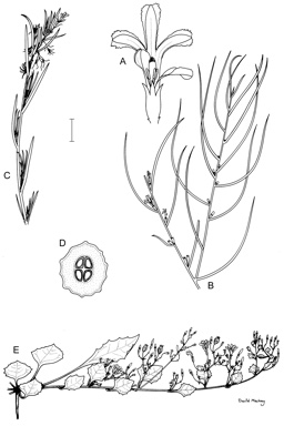 APII jpeg image of Goodenia heterophylla subsp. montana,<br/>Goodenia goodeniacea,<br/>Goodenia disperma  © contact APII