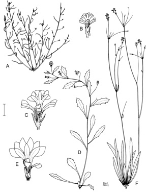 APII jpeg image of Goodenia micrantha,<br/>Goodenia janamba,<br/>Goodenia odonnellii,<br/>Goodenia redacta  © contact APII
