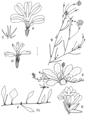 APII jpeg image of Goodenia stellata,<br/>Goodenia tenuiloba,<br/>Goodenia prostrata,<br/>Goodenia sepalosa var. sepalosa  © contact APII