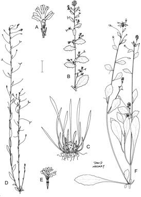 APII jpeg image of Goodenia chthonocephalata,<br/>Goodenia arachnoidea,<br/>Goodenia armstrongiana,<br/>Goodenia potamica  © contact APII