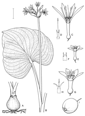 APII jpeg image of Proiphys cunninghamii,<br/>Proiphys alba,<br/>Proiphys amboinensis  © contact APII