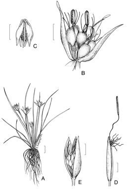 APII jpeg image of Hydatella filamentosa,<br/>Hydatella dioica,<br/>Trithuria submersa  © contact APII