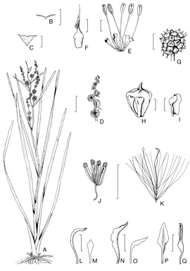 APII jpeg image of Sparganium erectum,<br/>Typha orientalis,<br/>Typha domingensis,<br/>Typha latifolia  © contact APII
