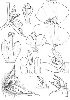 APII jpeg image of Philydrum lanuginosum,<br/>Philydrella pygmaea,<br/>Helmholtzia acorifolia,<br/>Philydrella drummondii,<br/>Helmholtzia glaberrima  © contact APII