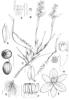 APII jpeg image of Monochoria australasica,<br/>Monochoria vaginalis  © contact APII