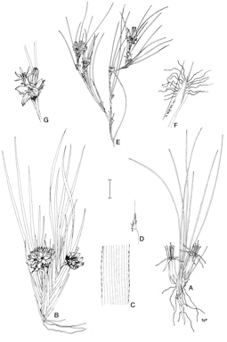 APII jpeg image of Conostylis androstemma,<br/>Conostylis vaginata,<br/>Conostylis breviscapa  © contact APII