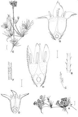 APII jpeg image of Conostylis stylidioides,<br/>Conostylis pauciflora,<br/>Conostylis prolifera  © contact APII