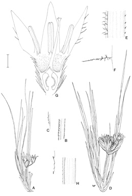 APII jpeg image of Conostylis lepidospermoides,<br/>Conostylis juncea  © contact APII
