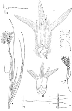 APII jpeg image of Conostylis setosa,<br/>Conostylis rogeri  © contact APII
