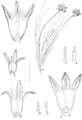 APII jpeg image of Conostylis hiemalis,<br/>Conostylis tomentosa,<br/>Conostylis aurea,<br/>Conostylis angustifolia  © contact APII