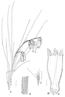 APII jpeg image of Blancoa canescens,<br/>Anigozanthos pulcherrimus  © contact APII