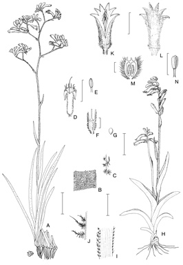APII jpeg image of Anigozanthos humilis subsp. chrysanthus  © contact APII