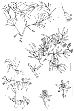 APII jpeg image of Asparagus officinalis,<br/>Protasparagus densiflorus,<br/>Myrsiphyllum asparagoides  © contact APII