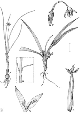 APII jpeg image of Hypoxis glabella var. glabella,<br/>Curculigo ensifolia  © contact APII