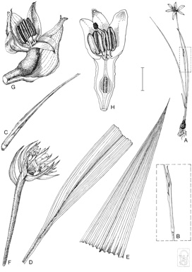 APII jpeg image of Molineria capitulata,<br/>Hypoxis vaginata var. vaginata  © contact APII