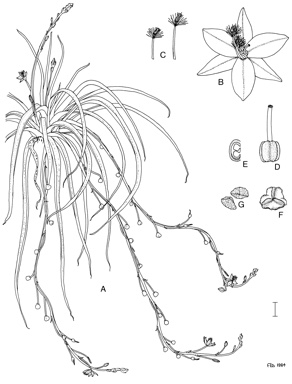 APII jpeg image of Bulbine vagans  © contact APII